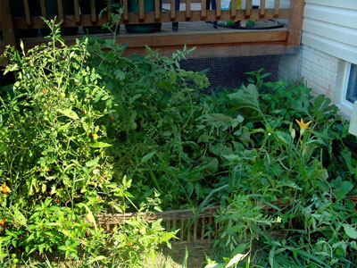 Roni's messy garden