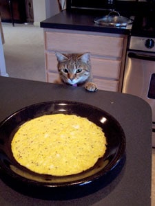 Spinach and Bacon Egg Wraps - the cat