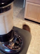 making almond milk cat running