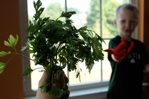 Turnip Parsley Cakes - parsley