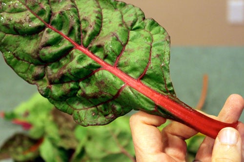 Warm Chard Salad with Turnips, Almonds and Dried Cherries - the rainbow chard